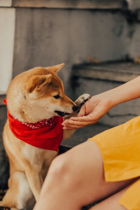 Why Does My Dog Put His Paw On Me? An Expert Explains This Behavior -  DodoWell - The Dodo
