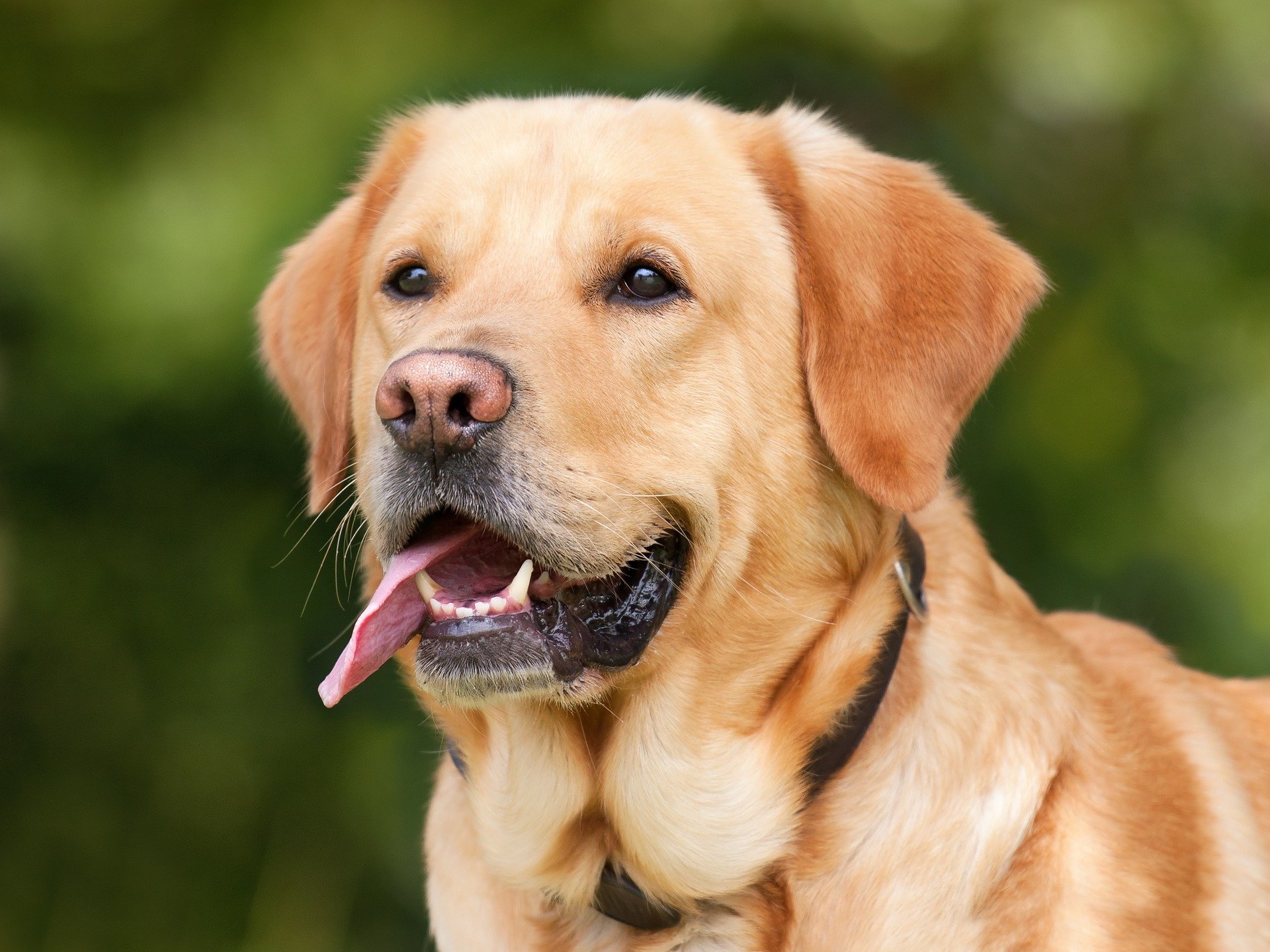 10 Best Service Dog Breeds Most Trainable Breeds To Look For 