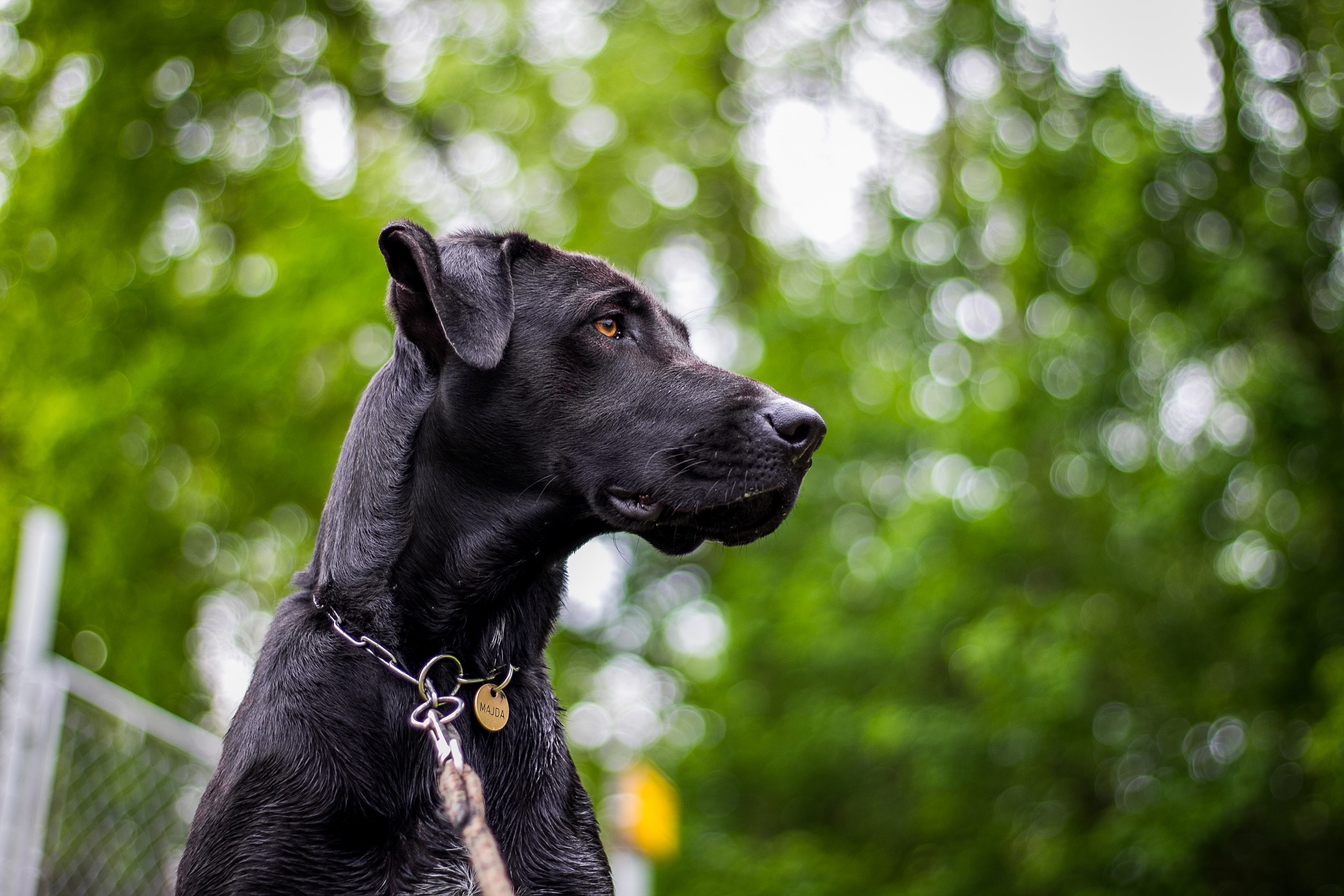 10 Best Service Dog Breeds Most Trainable Breeds To Look For Leapoverto