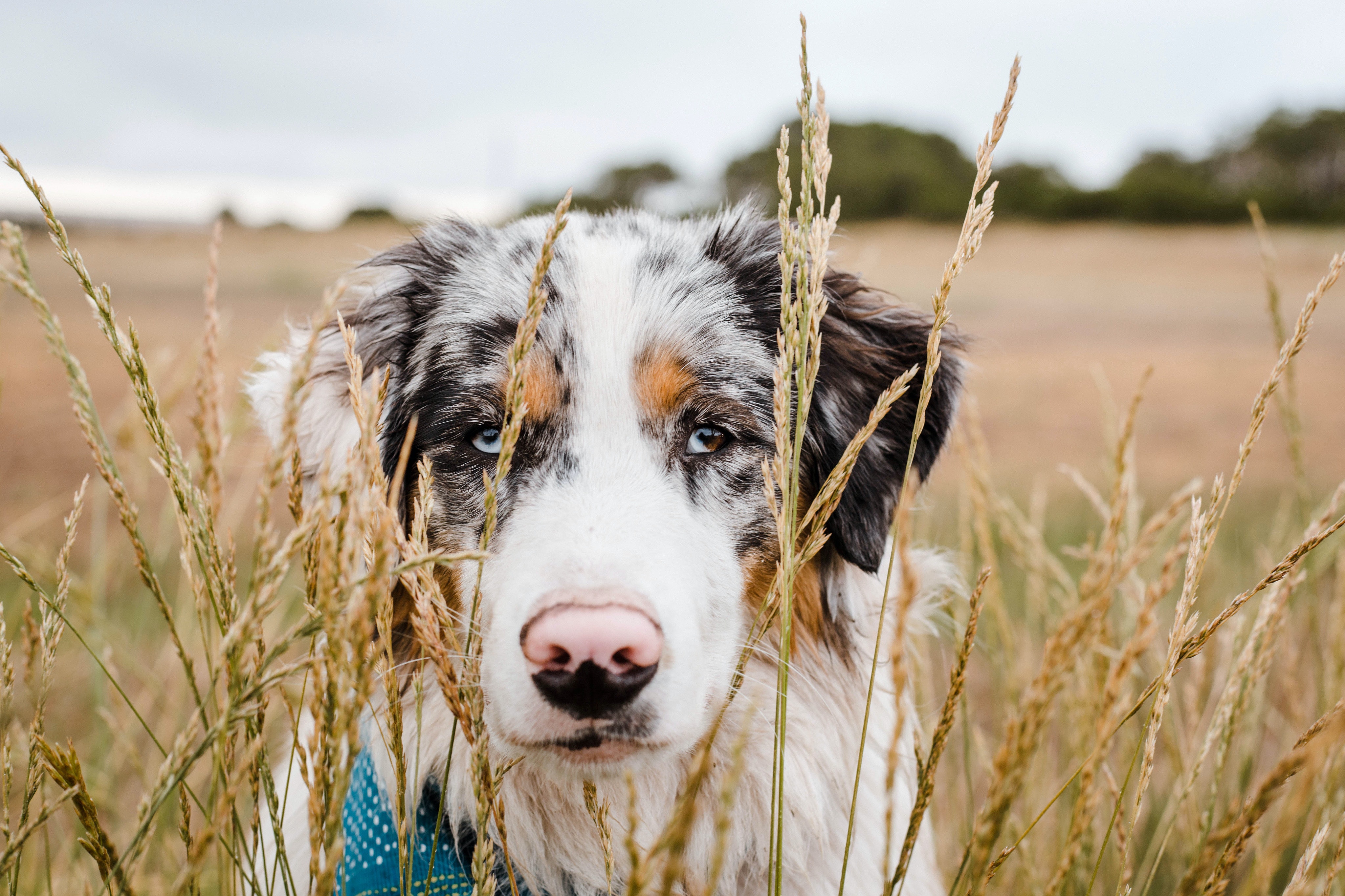Australian Shepherd (Aussie): Breed Characteristics & Care