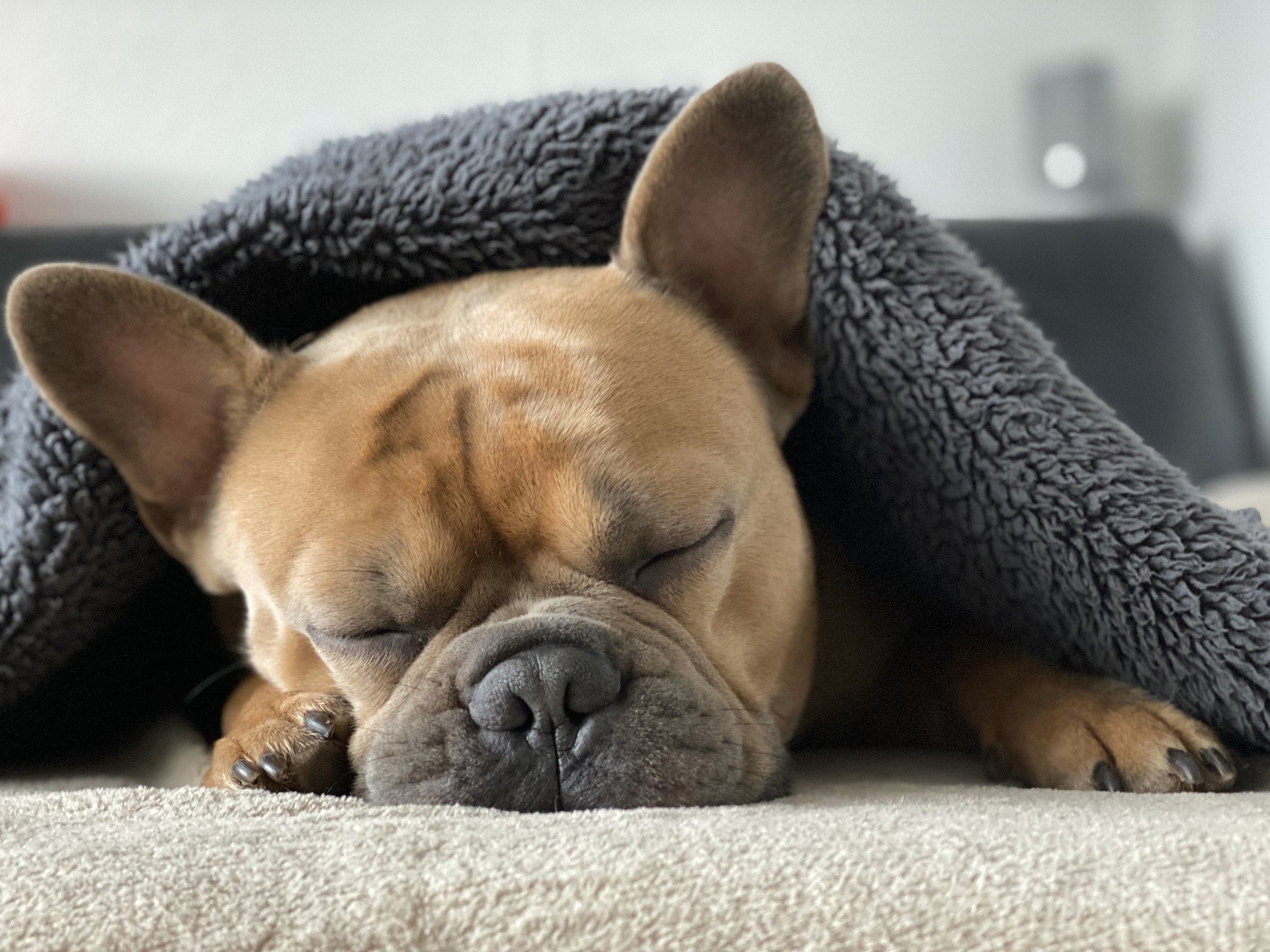 French bulldog service store animal