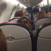 JetBlue Service Dog & Emotional Support Animal Policy 2022