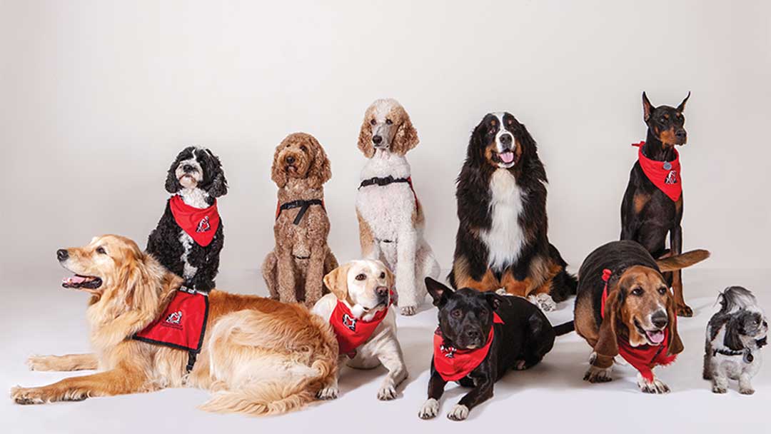Therapy Dog Trainers By States | Find a Trainer Near You