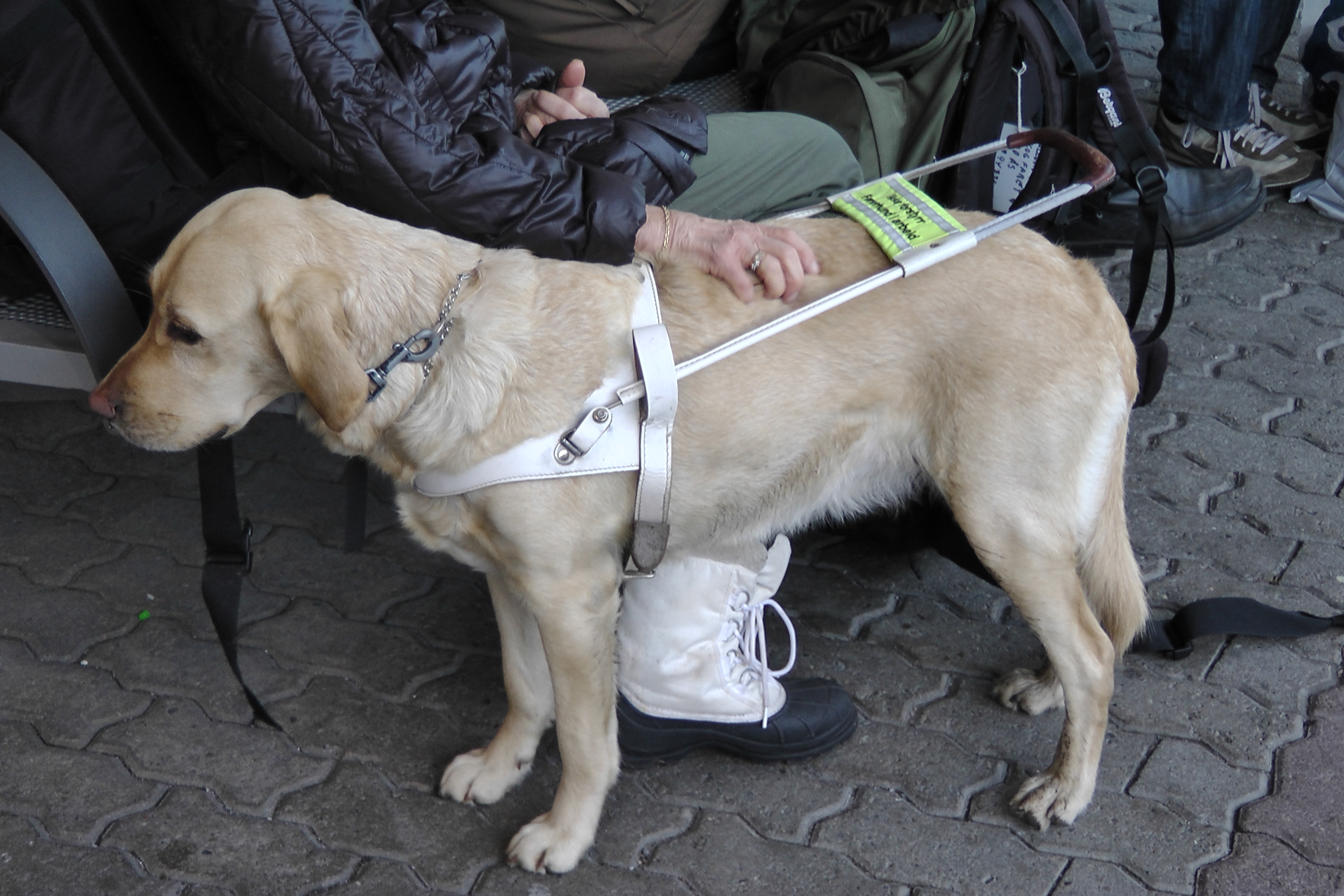 do service dogs have to walk