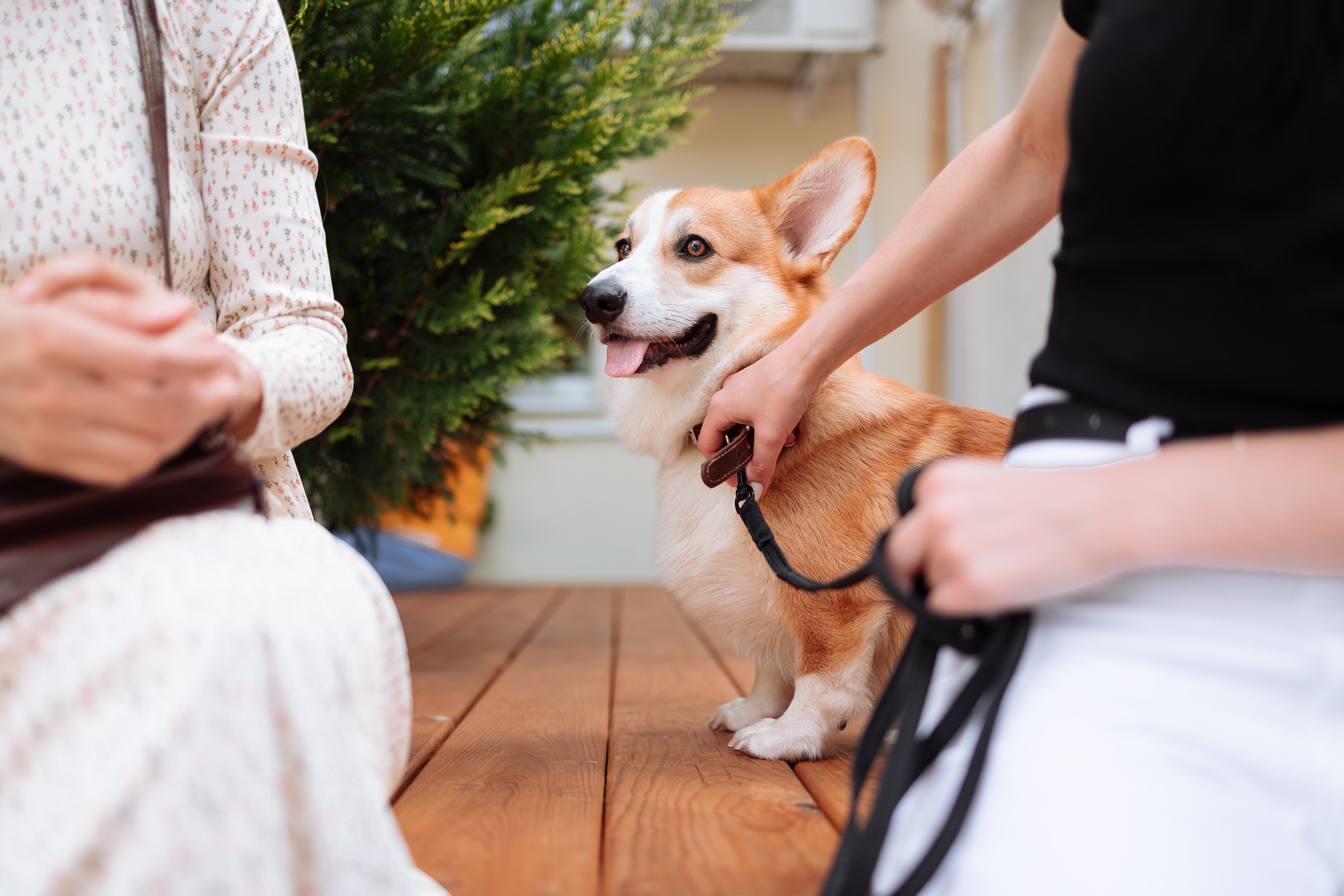 Training a dog hot sale for emotional support