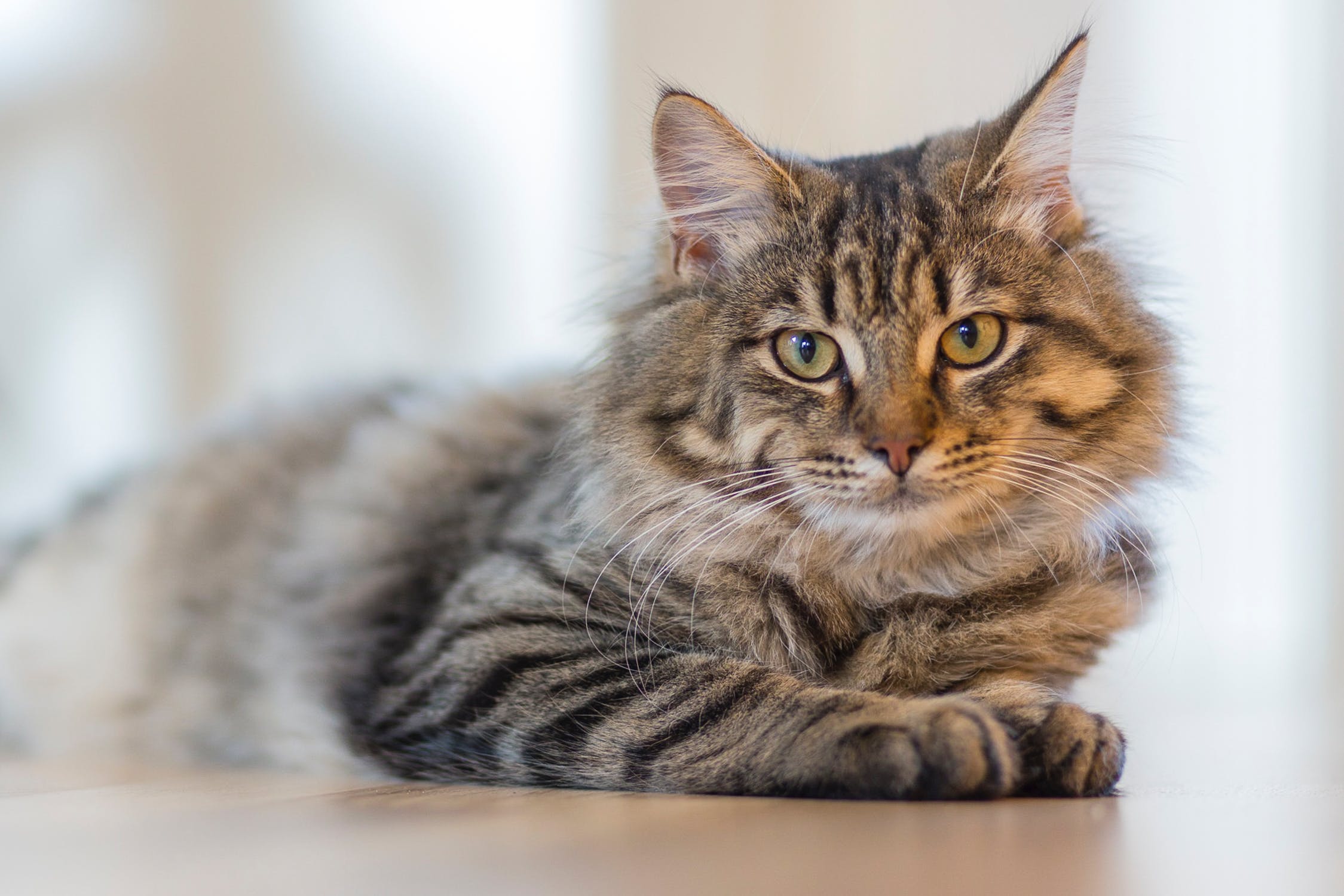 Can Cats Become Service Animals?