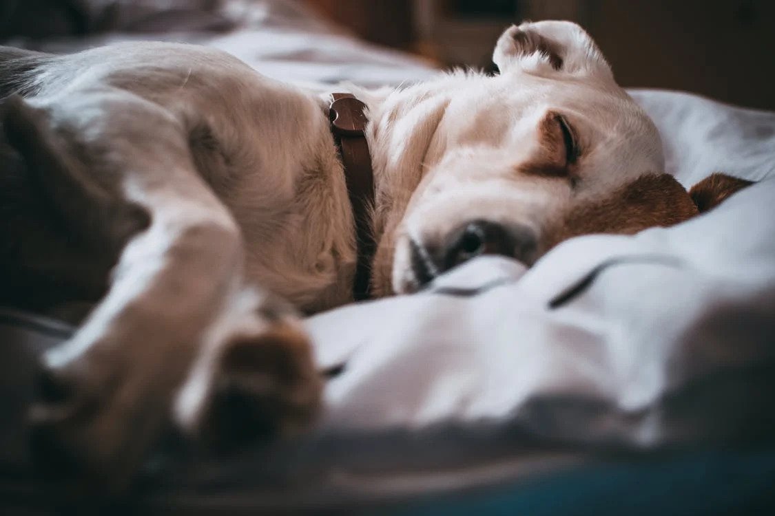 what does it mean if your dog sleeps a lot
