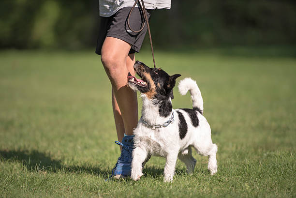 Blue Heeler Training Commands: A Comprehensive Guide | by MyPetGuides |  Medium