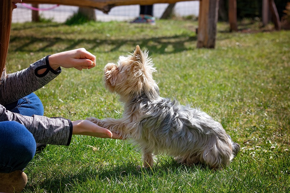Dog Training & Behaviour Services
