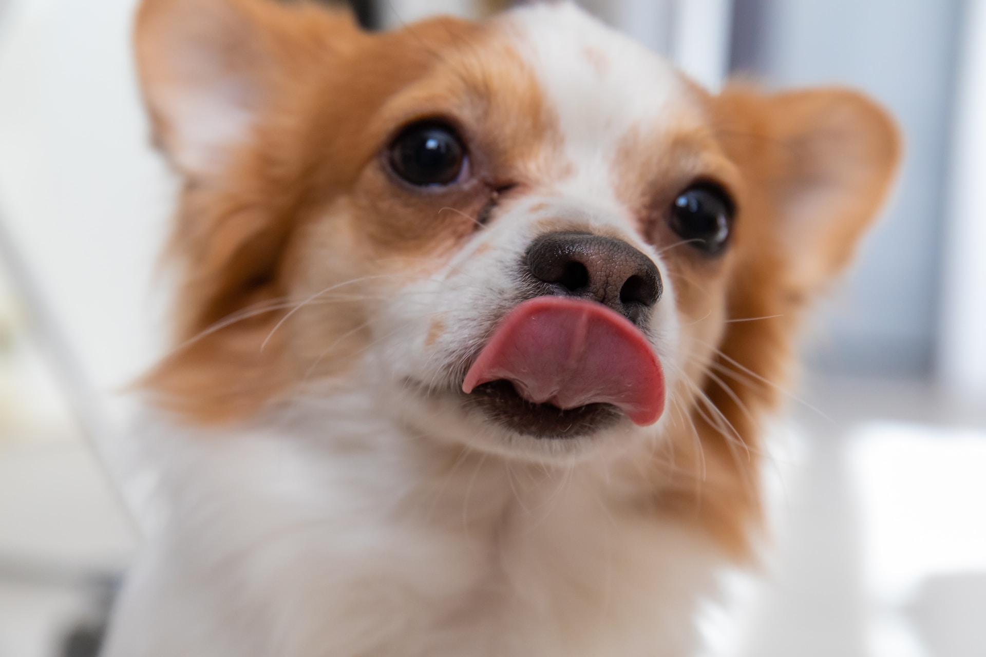 Why Do Dogs Lick You? 5 Common Reasons