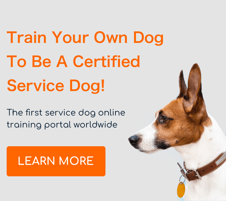 blog list - Service Dog Training School International